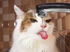 gatto-che-beve-acqua-dal-rubinetto.art