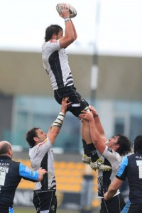 Zebre in azione