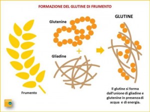 formazione-del-glutine