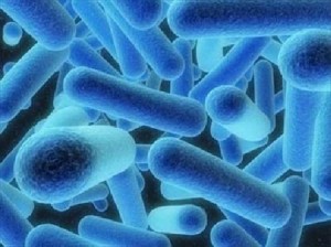 Legionella_batteri