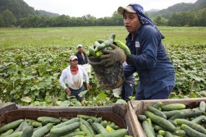 Immigrants working agricolture 